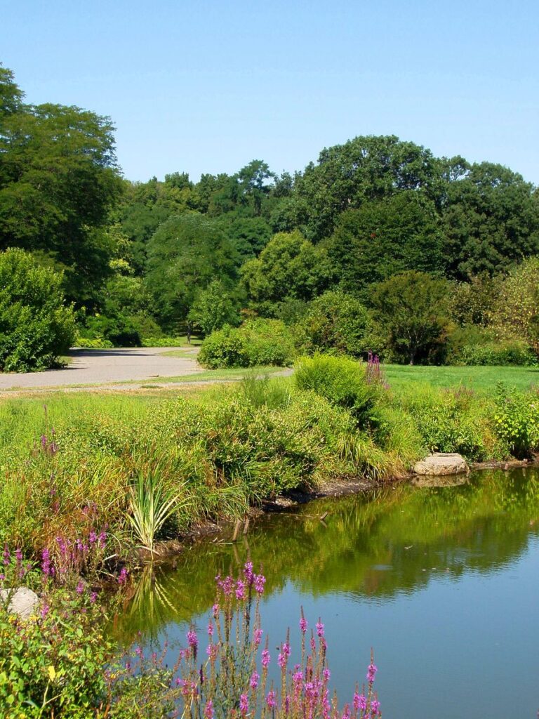 A still pond at the Arnold Arboretum in summer, fringed with purple flowers and reeds, reflecting a lawn, a curving path and dense green trees under a clear blue sky.