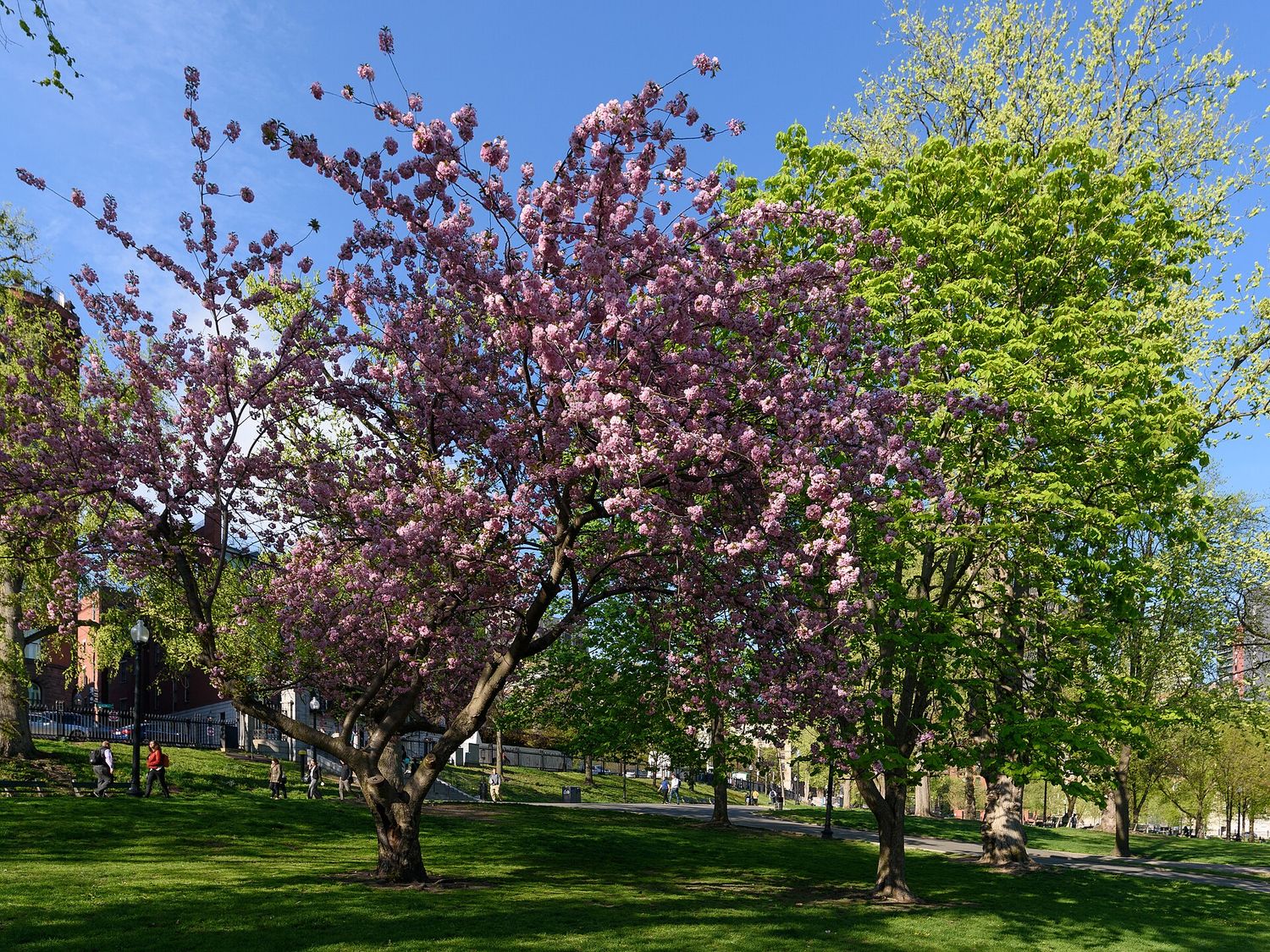 A cherry tree in full pink blossom on Boston Common in spring, beside trees in fresh green leaf, with people walking along a path near the Beacon Street edge.