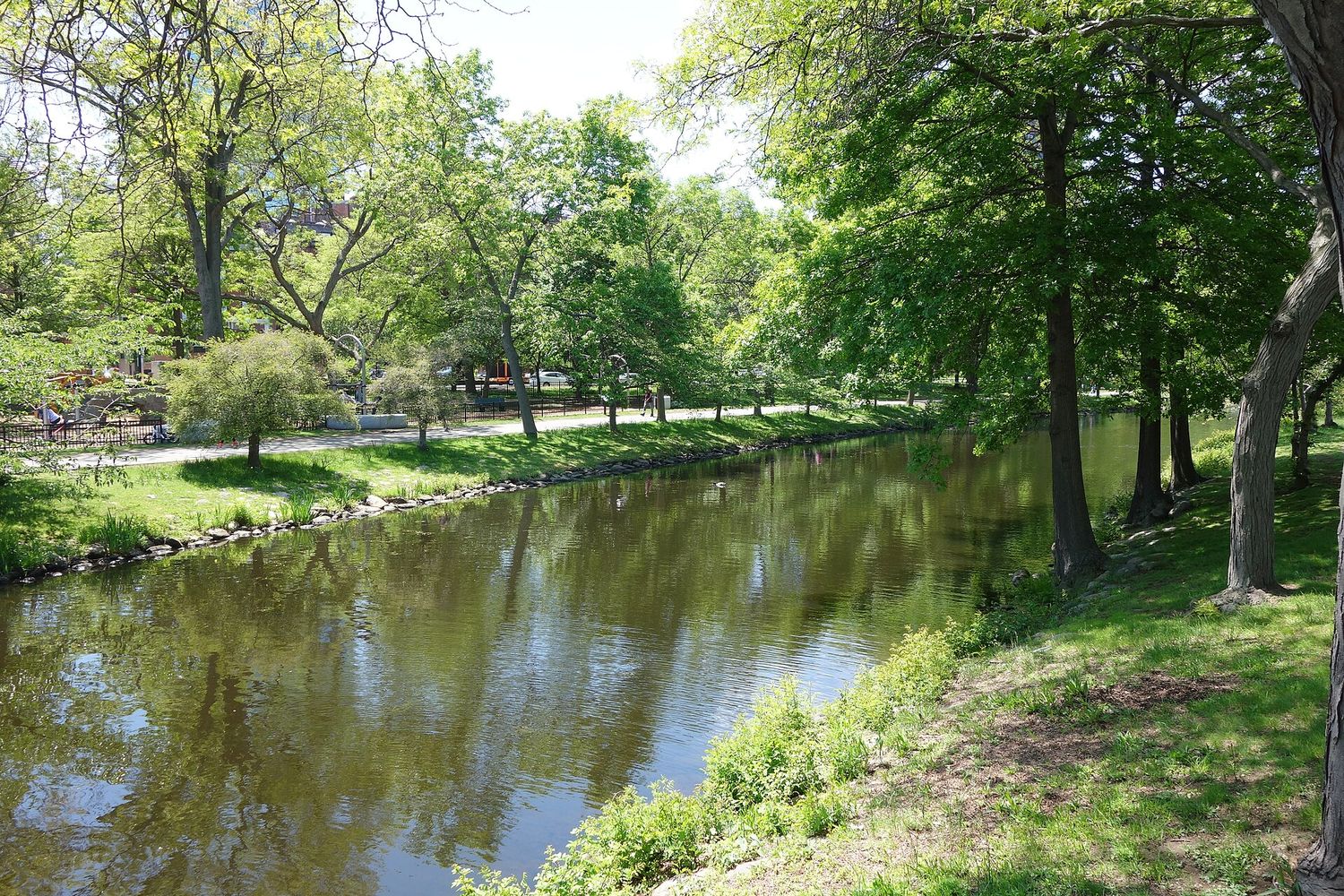 The tree-lined lagoon of the Charles River Esplanade in late spring, with grass banks and a paved path running along the water.