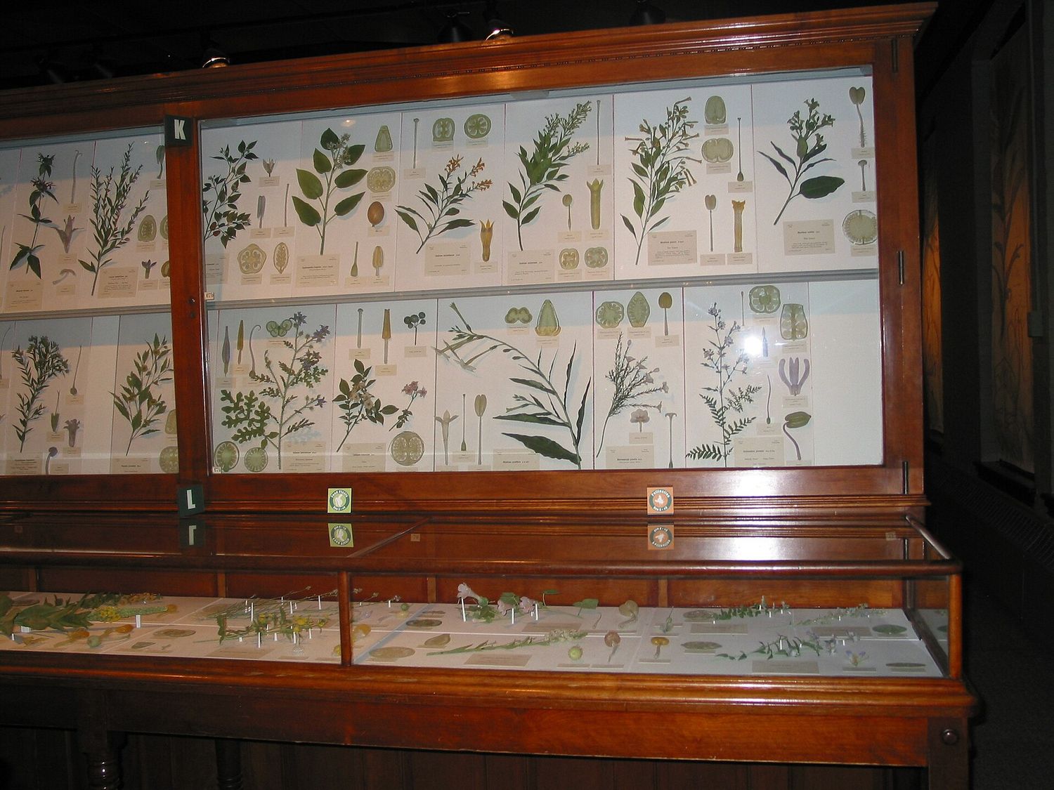 A tall mahogany-framed display case at the Harvard Museum of Natural History filled with glass botanical models of plants, flowers and cross-sections mounted on white panels.
