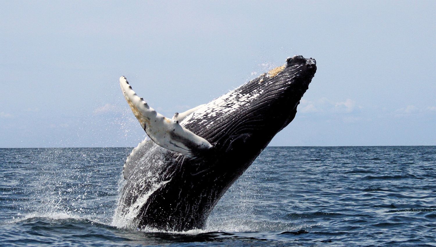 A humpback whale breaching almost clear of the water, its long white pectoral fin raised against a pale sky.