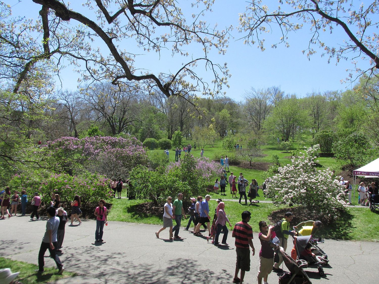 Visitors walking among flowering lilac bushes on a grassy slope at the Arnold Arboretum in Jamaica Plain on Lilac Sunday.