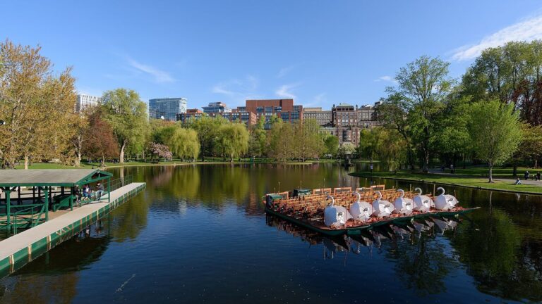 The Public Garden lagoon in spring with the Swan Boats moored together at the right, willows in new leaf along the banks and Back Bay buildings beyond.